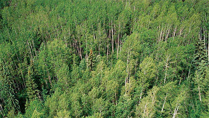 跨越山海的綠色家居夢想——兔寶寶OSB外墻板